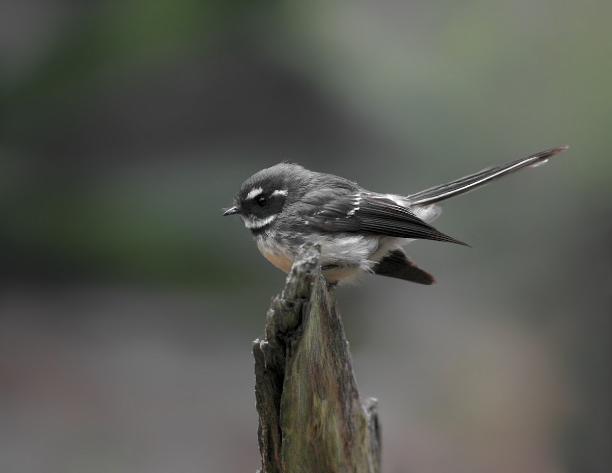 Gray Fantail (alisteri) - ML109118921