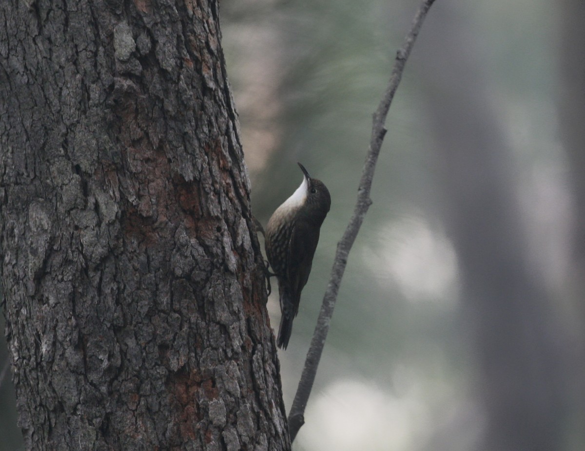 White-throated Treecreeper (White-throated) - ML109118931