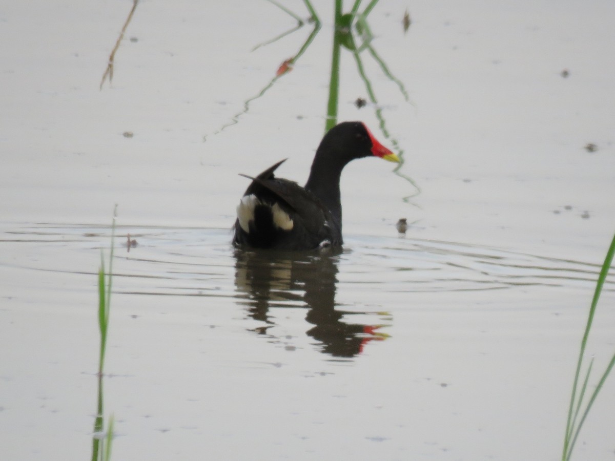 Eurasian Moorhen - ML109119061