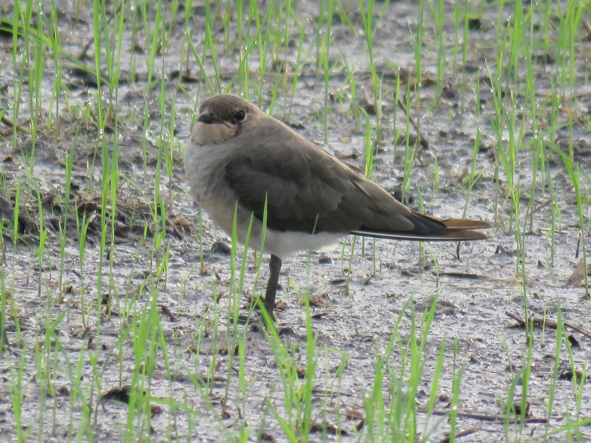 Oriental Pratincole - Richard Arnold