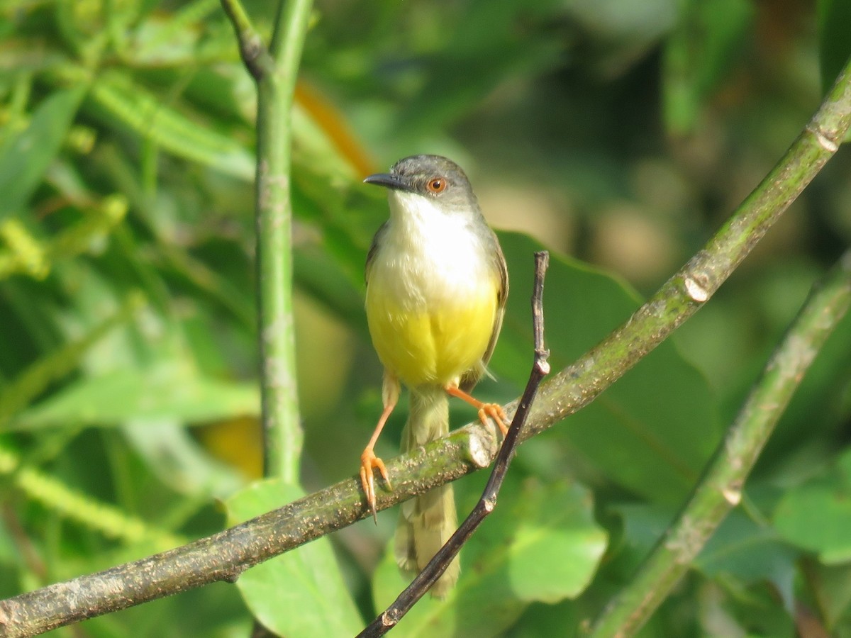 Yellow-bellied Prinia - ML109119091