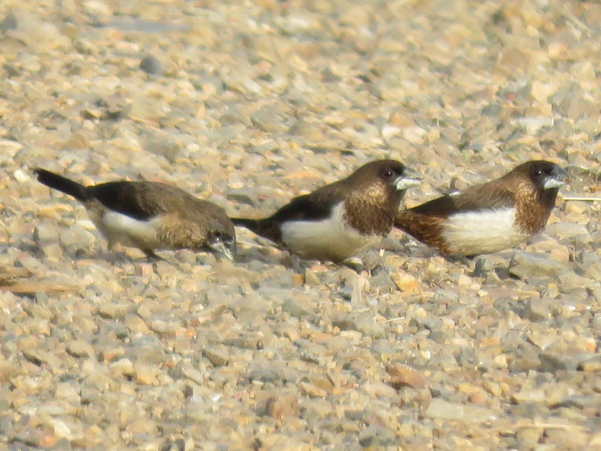 White-rumped Munia - ML109119161