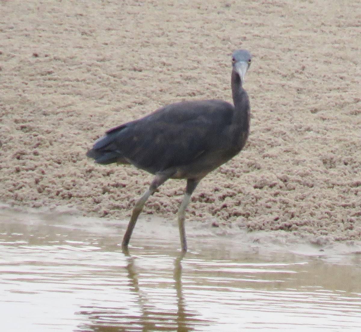 Pacific Reef-Heron - ML109119821