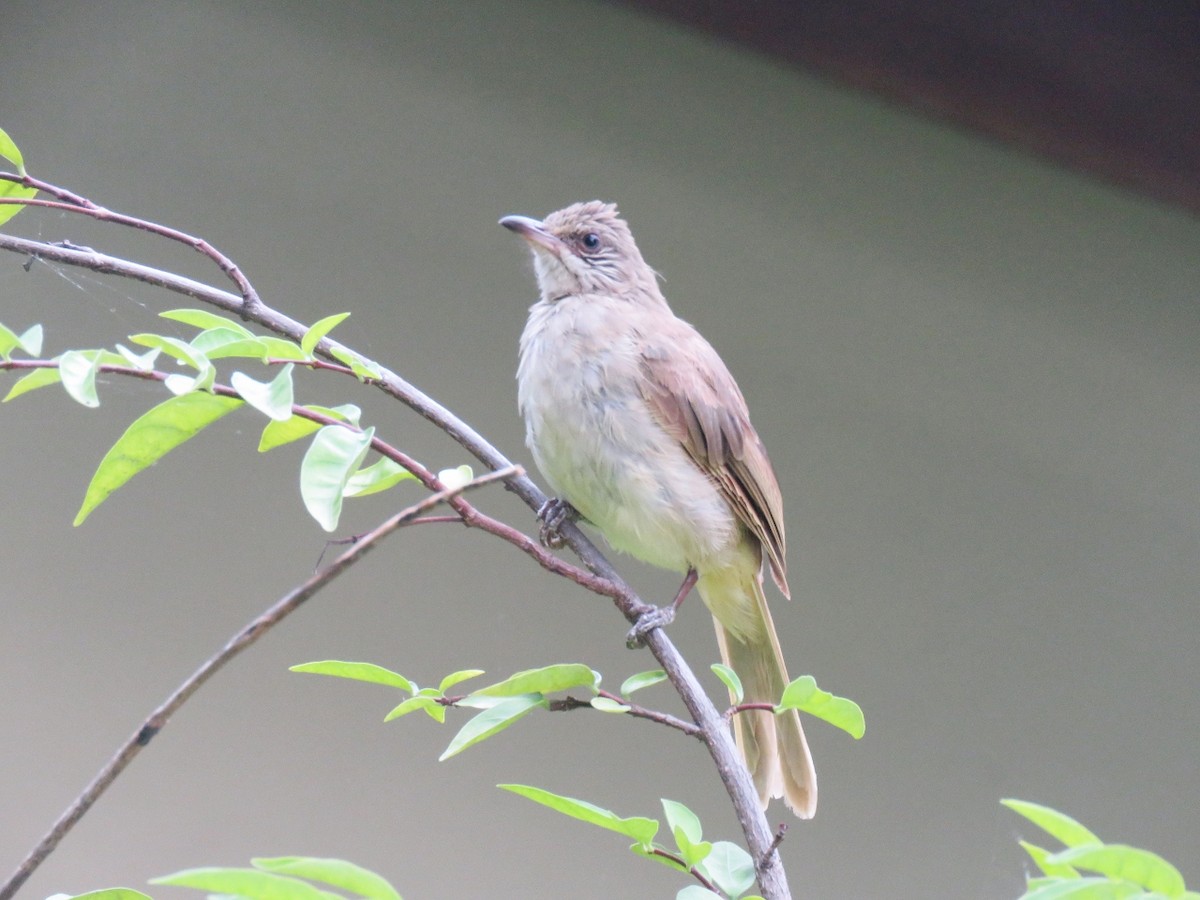 Streak-eared Bulbul - ML109119861