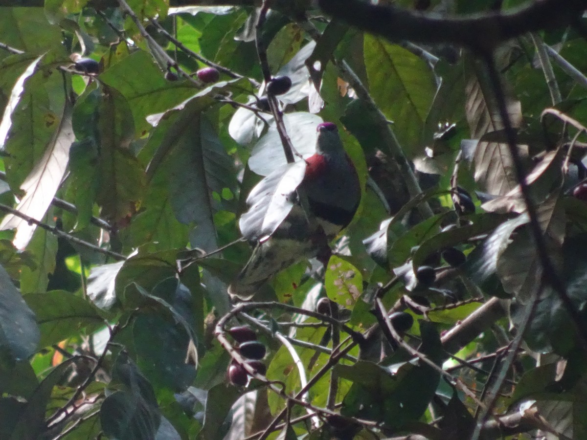 Superb Fruit-Dove - ML109119921