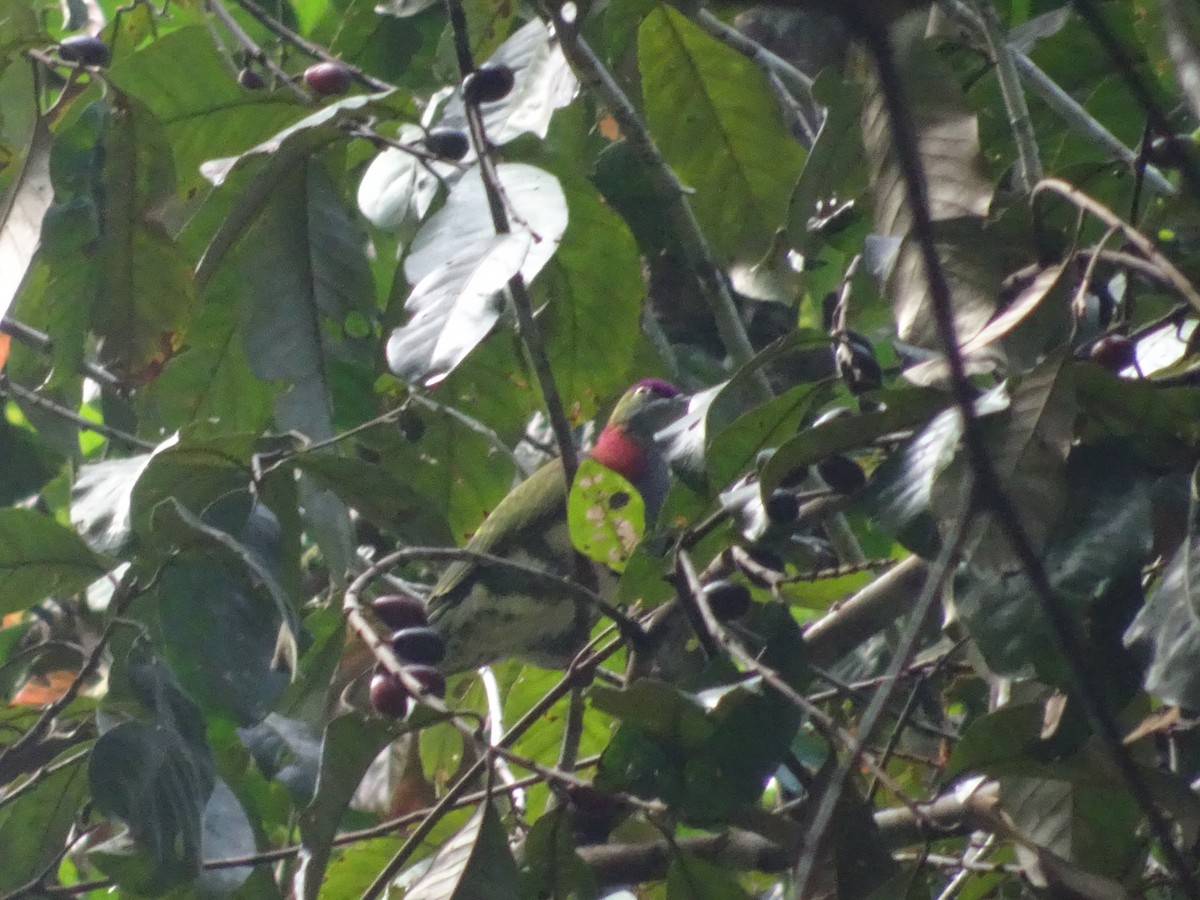 Superb Fruit-Dove - ML109119931