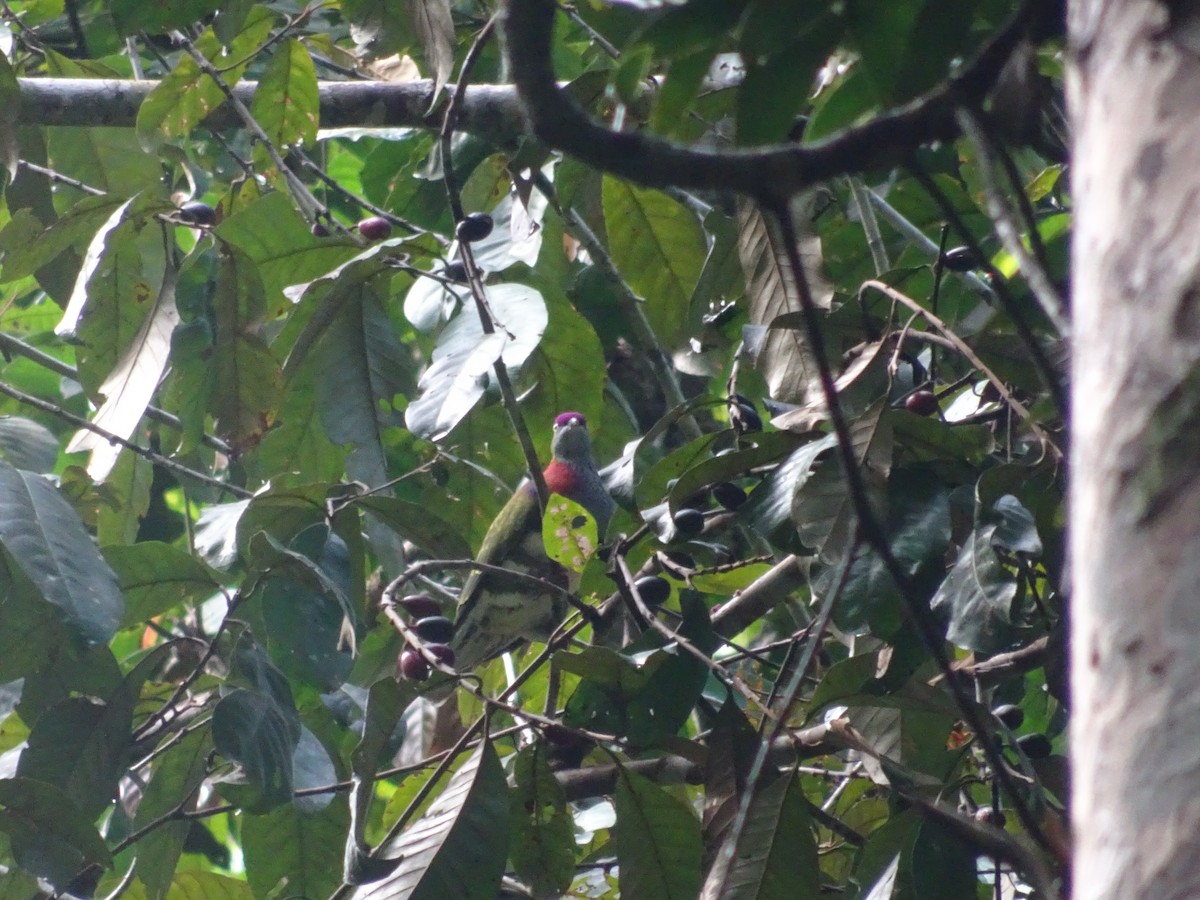 Superb Fruit-Dove - ML109119951