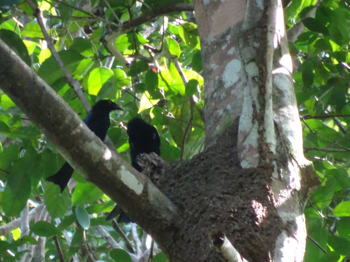 Drongo Escamoso - ML109120101