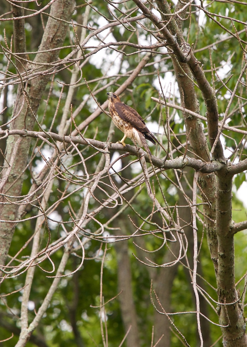 Broad-winged Hawk - Jon Cefus