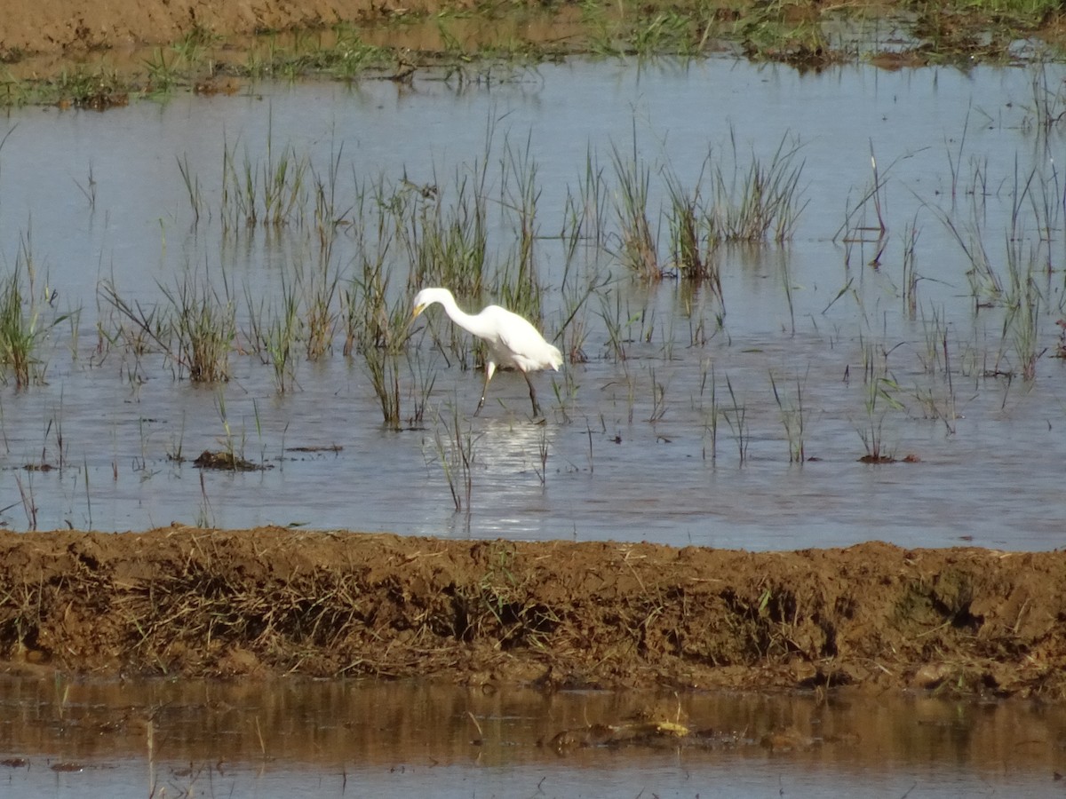 Great Egret - ML109120471