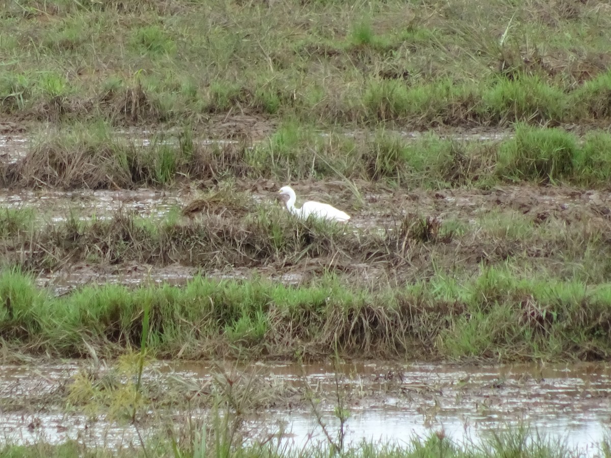 Little Egret - ML109120541