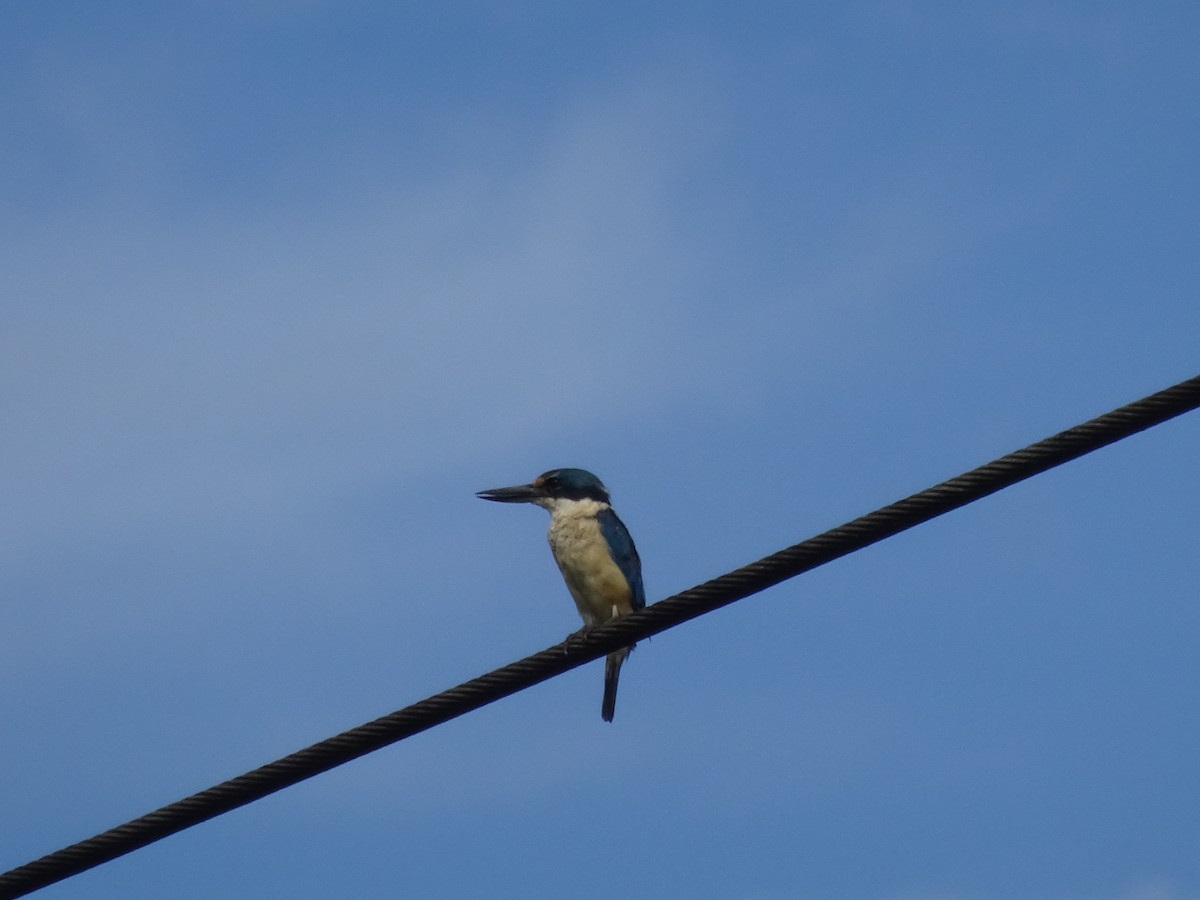 Collared Kingfisher - ML109120581