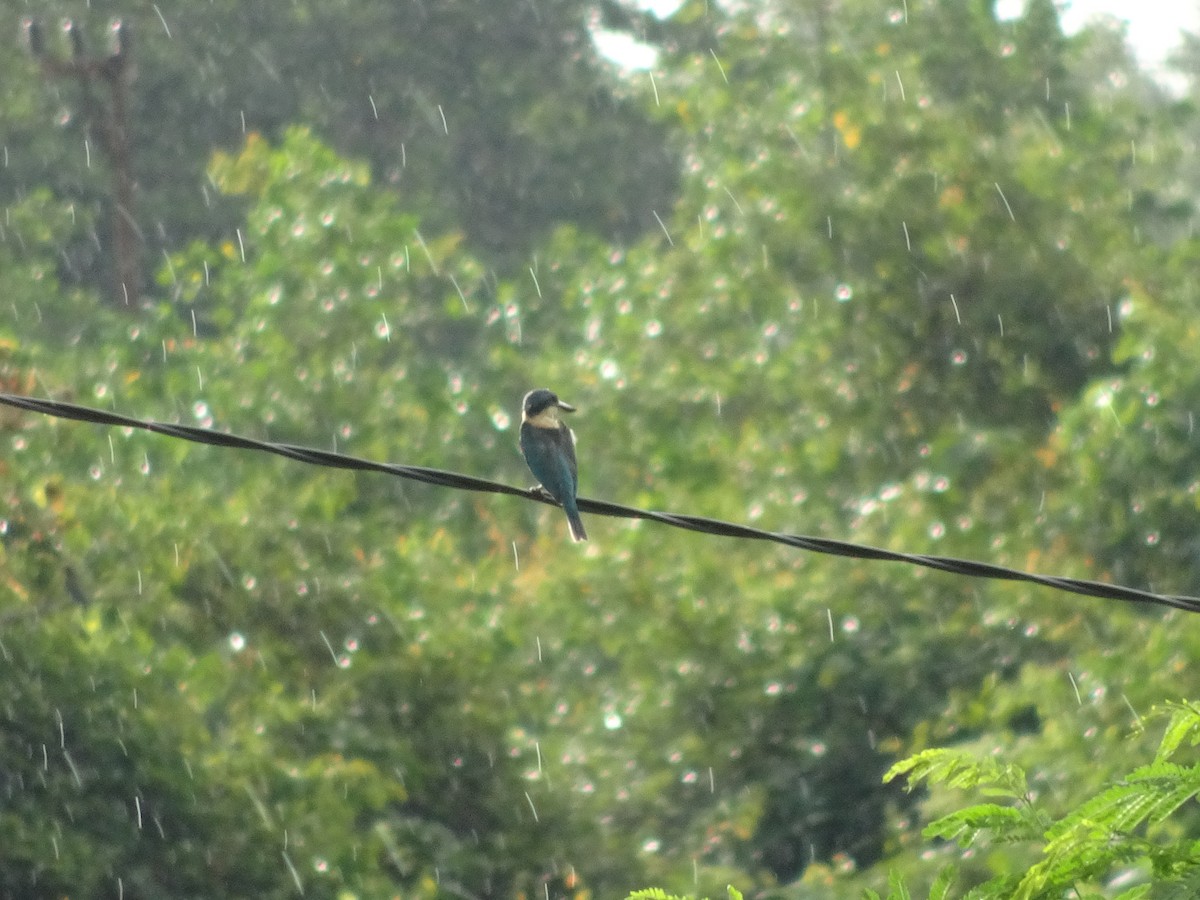 Collared Kingfisher - Cendrawasih Expedition