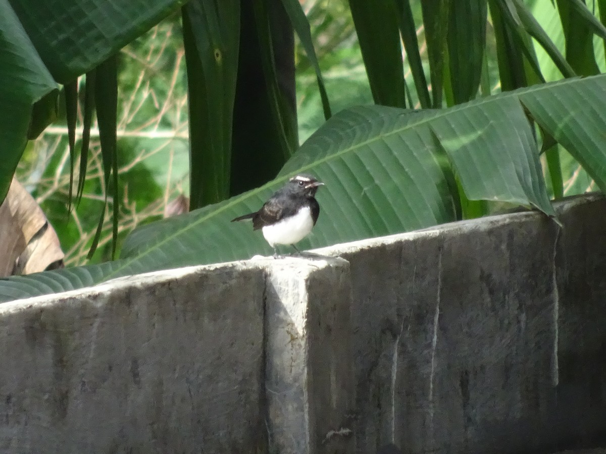 Willie-wagtail - Cendrawasih Expedition