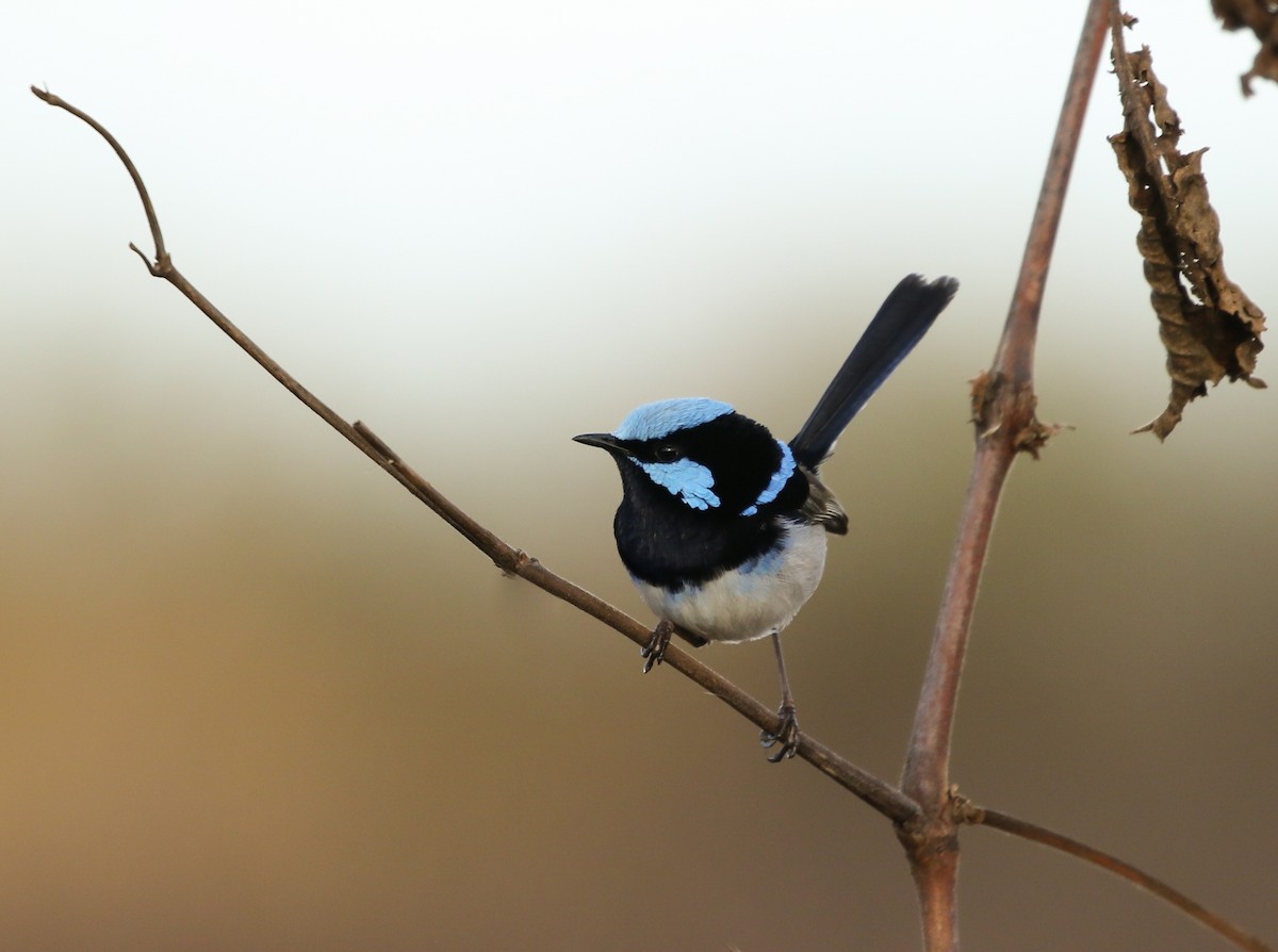 Superb Fairywren - David Ongley