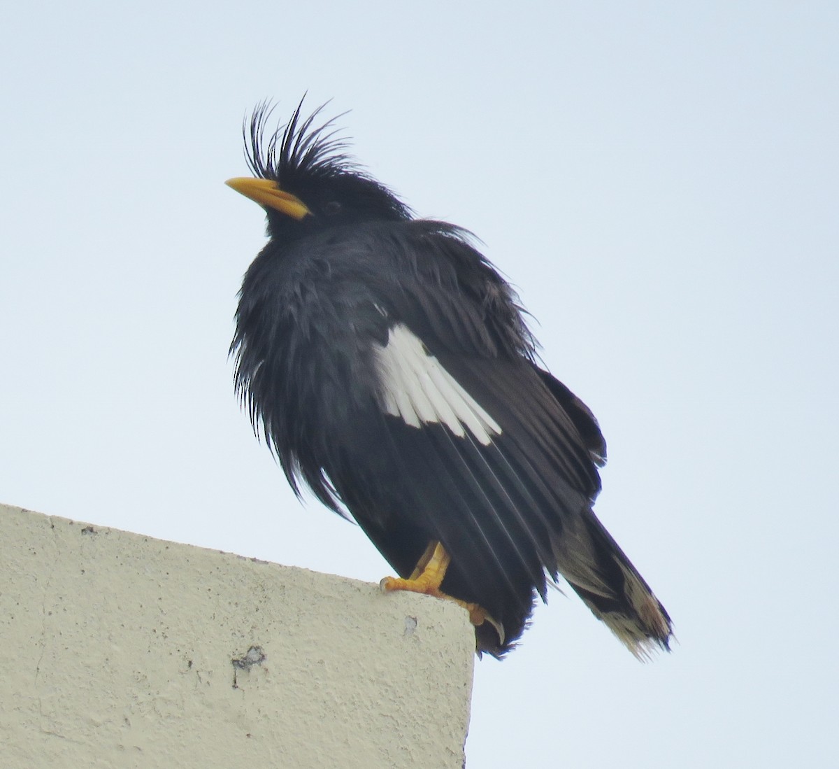 Great Myna - ML109121781