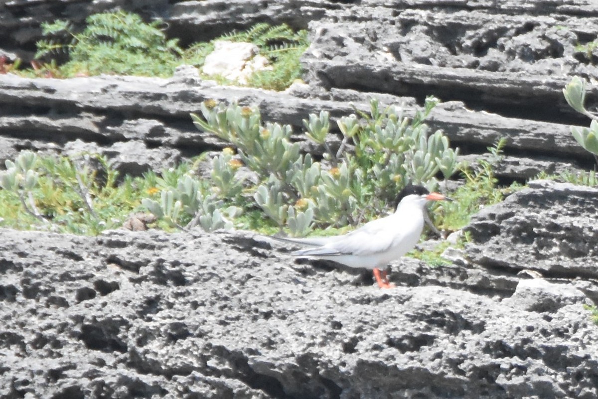 Roseate Tern - ML109122981