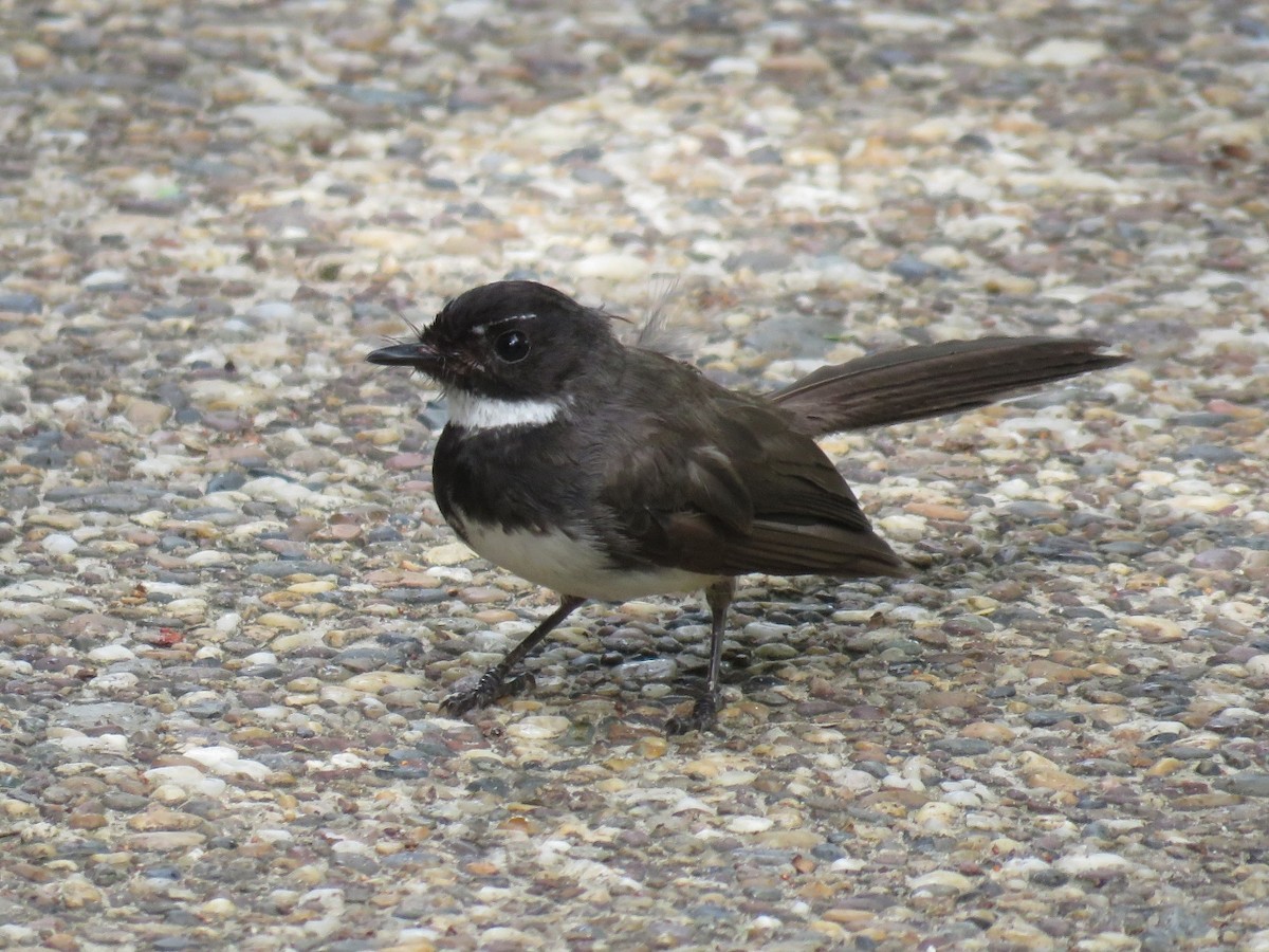 Malaysian Pied-Fantail - ML109123281