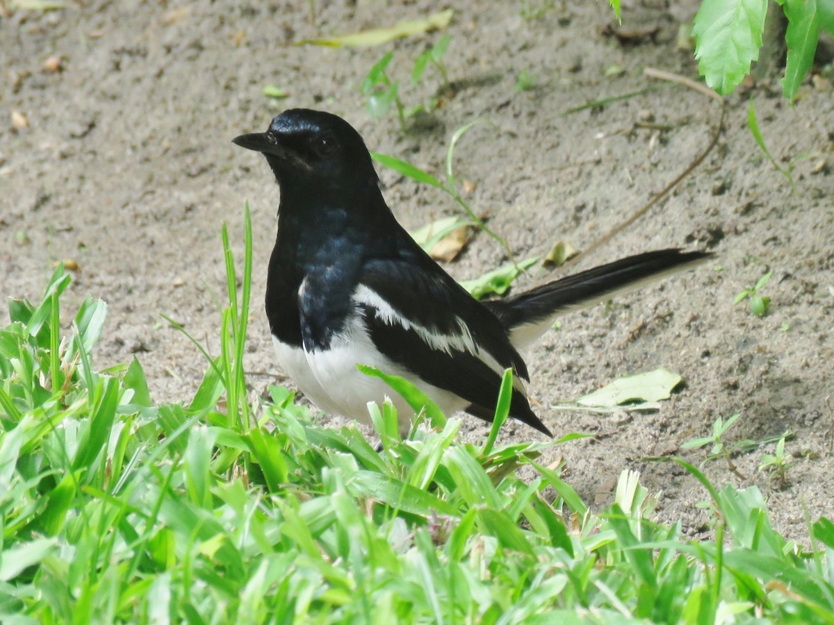 Oriental Magpie-Robin - ML109123331