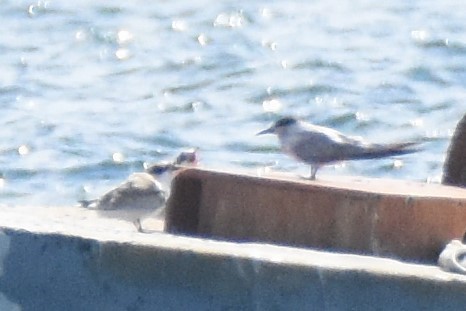 Common Tern - ML109123361