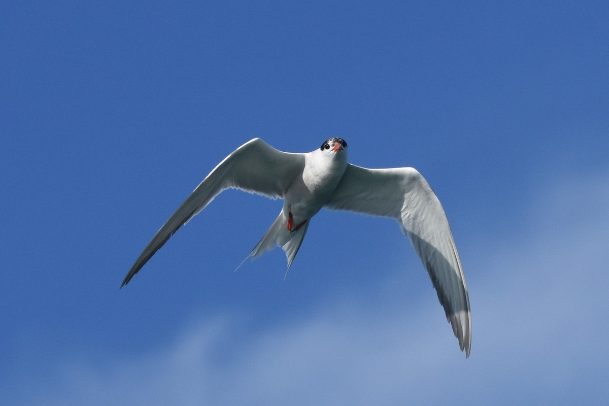 Common Tern - ML109123371