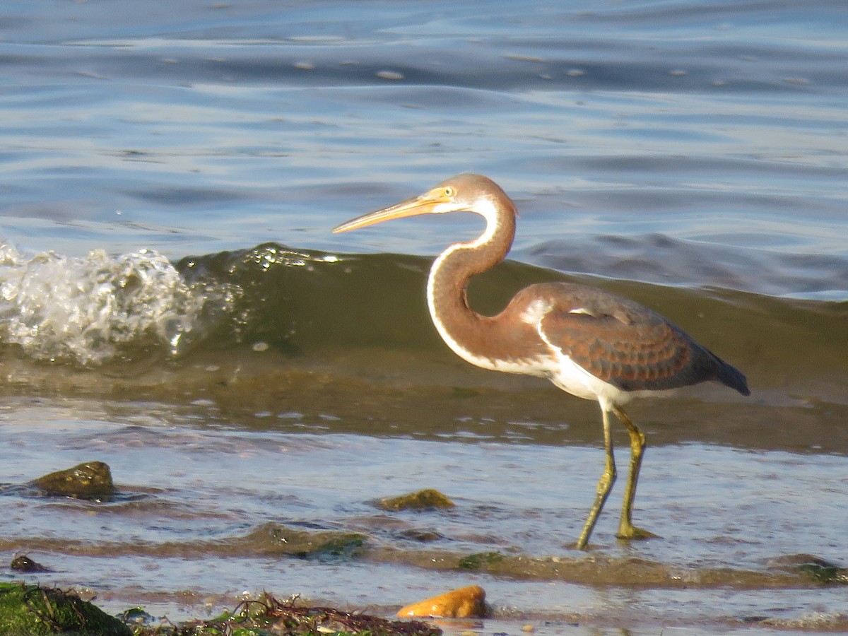 Tricolored Heron - ML109123421