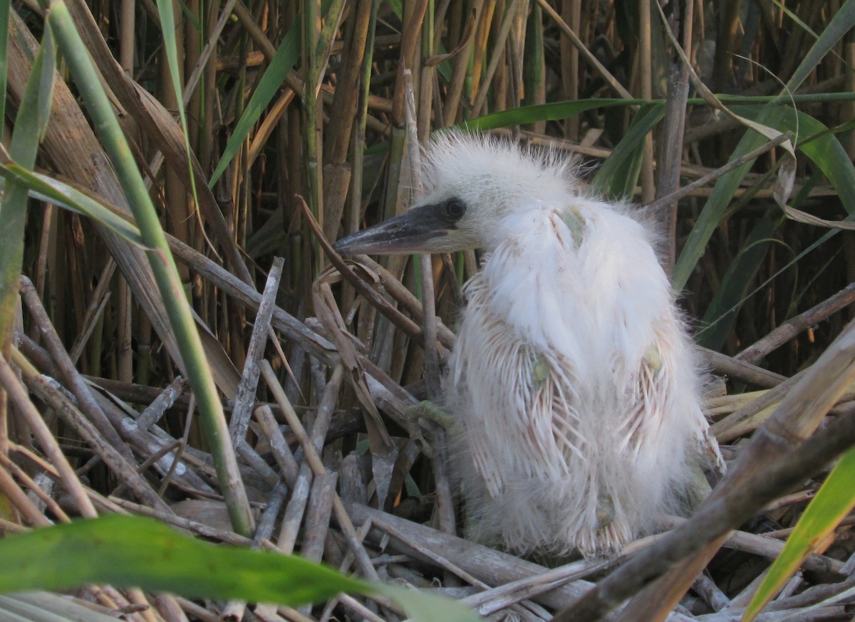 Great Egret - ML109124261