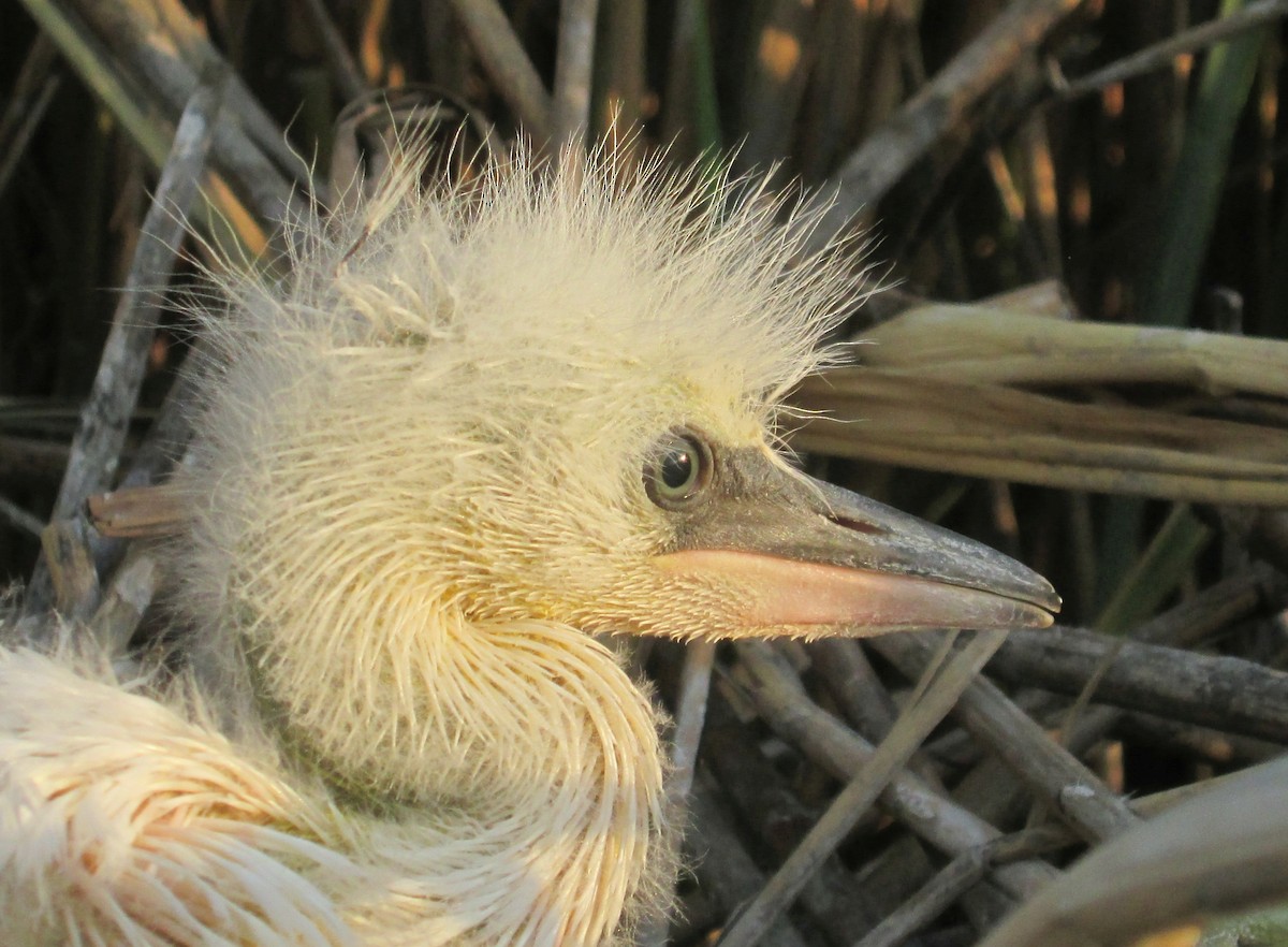 Grande Aigrette - ML109124291