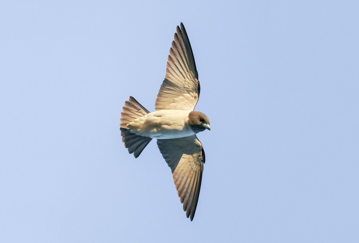 White-breasted Woodswallow - Ged Tranter