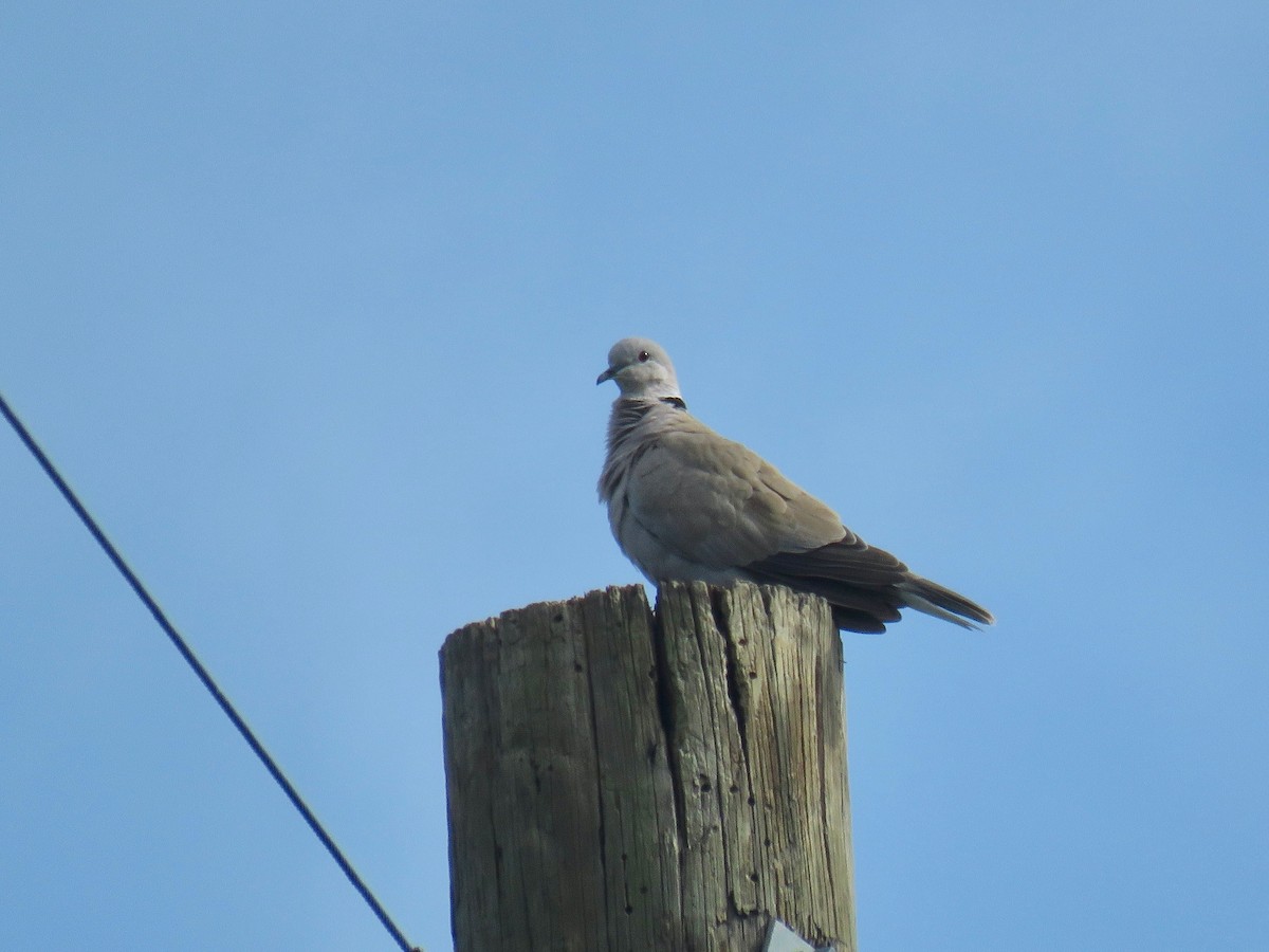 Eurasian Collared-Dove - ML109125271