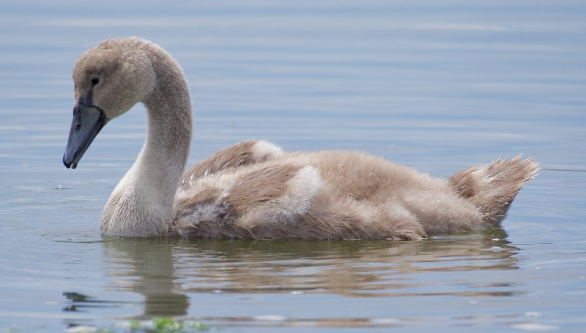 Mute Swan - ML109125401