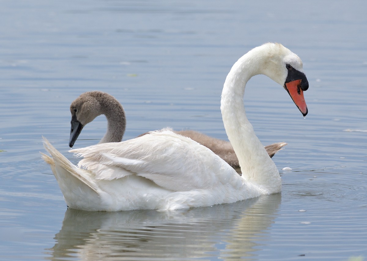 Mute Swan - ML109125421