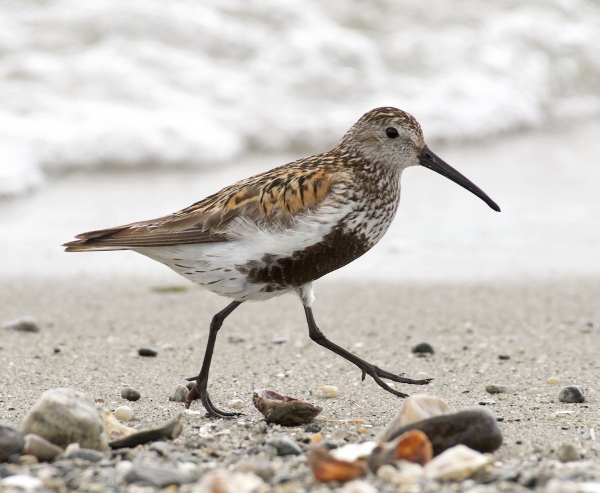 Dunlin - Linda Ankerstjerne Olsen