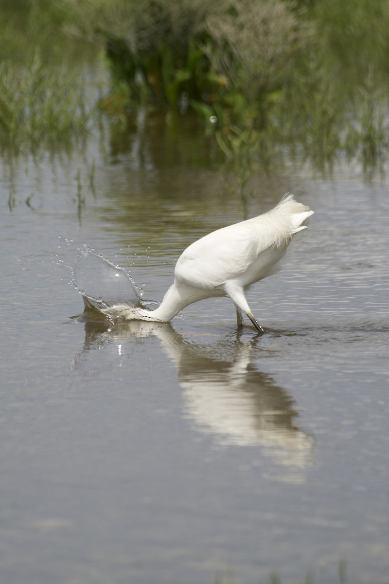 Snowy Egret - ML109125521