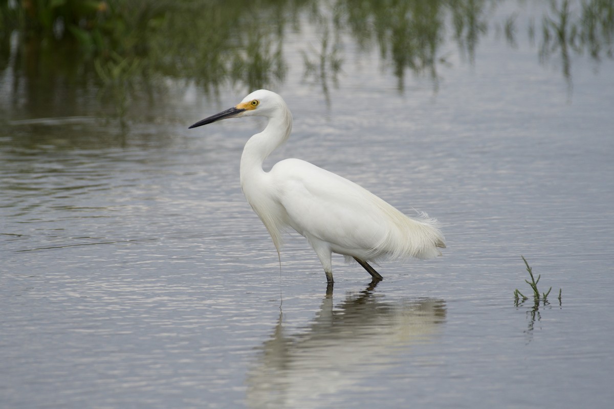 Snowy Egret - ML109125541