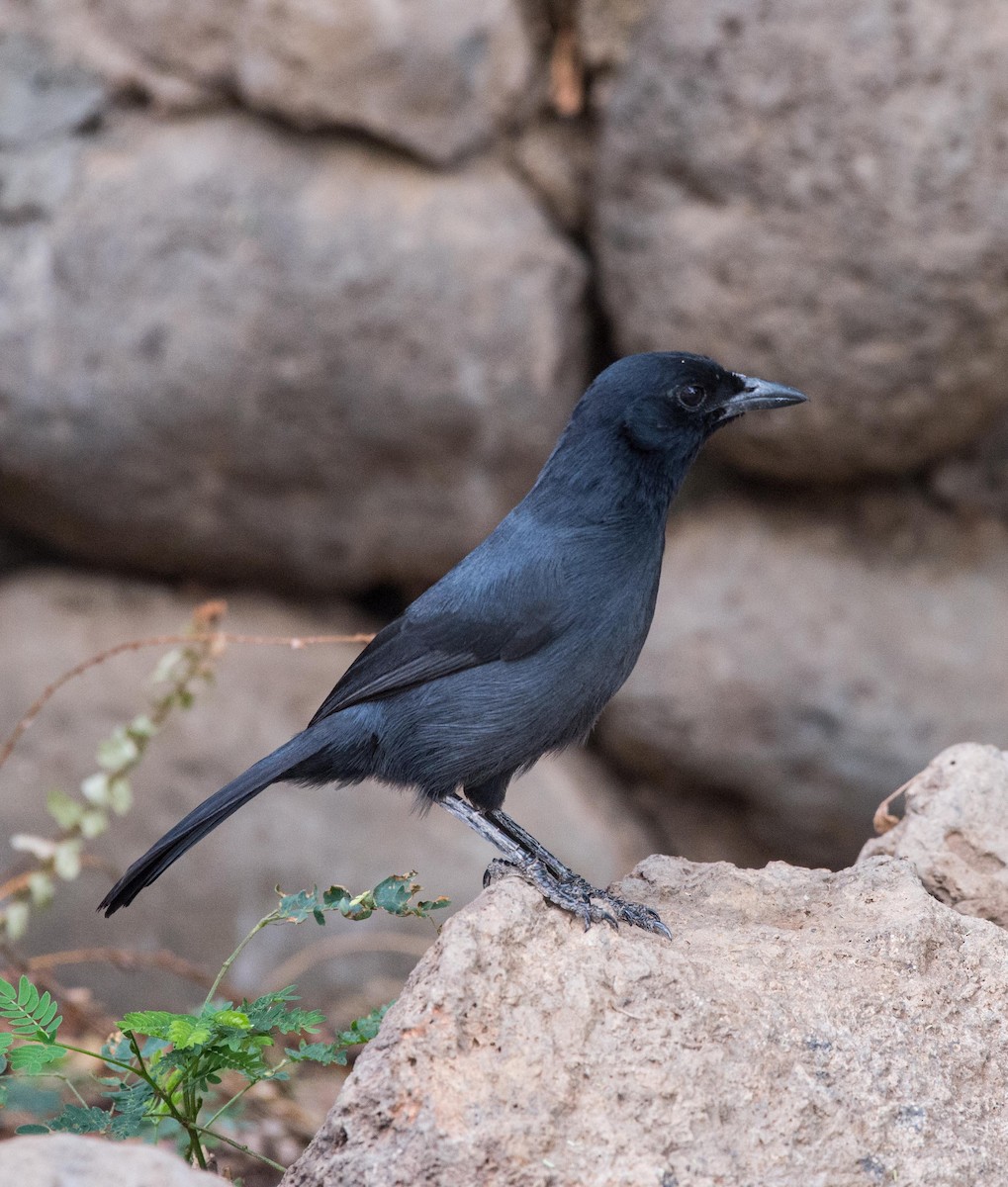 Slate-colored Boubou - ML109125691