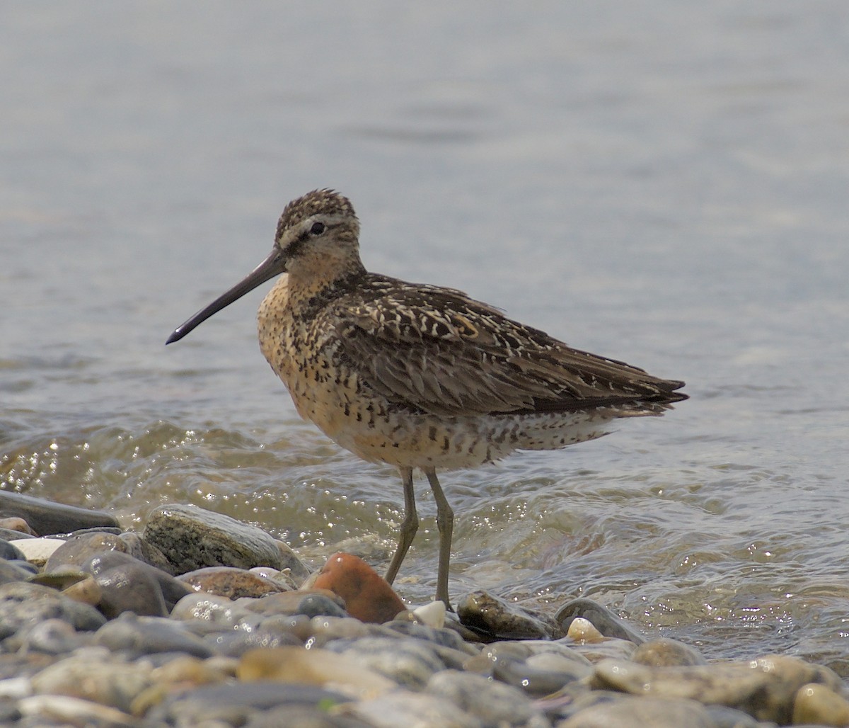 Short-billed Dowitcher (griseus) - ML109125891