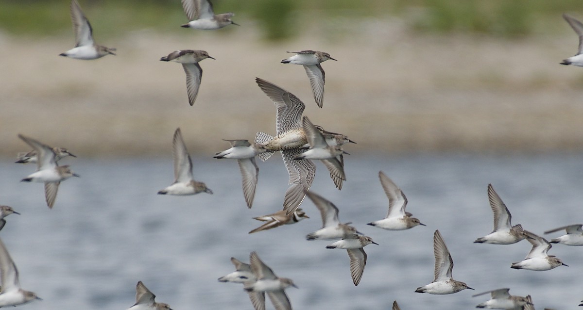 Short-billed Dowitcher (griseus) - ML109125921