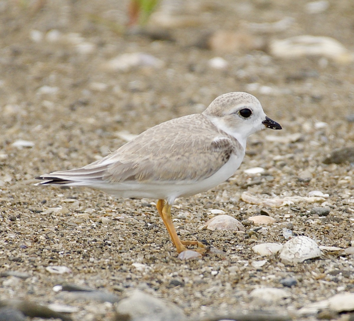 Piping Plover - Linda Ankerstjerne Olsen