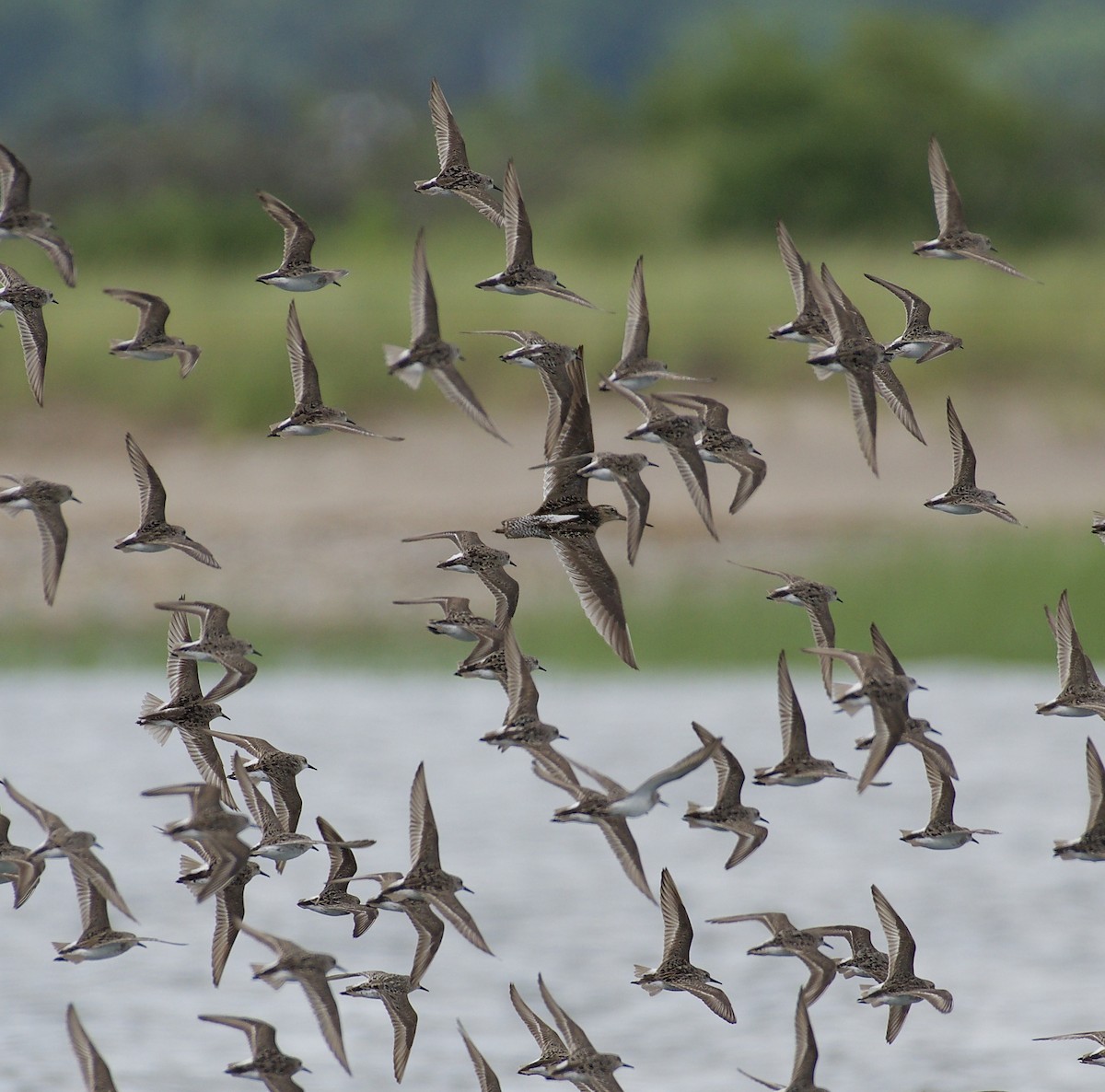 Short-billed Dowitcher (griseus) - ML109125961