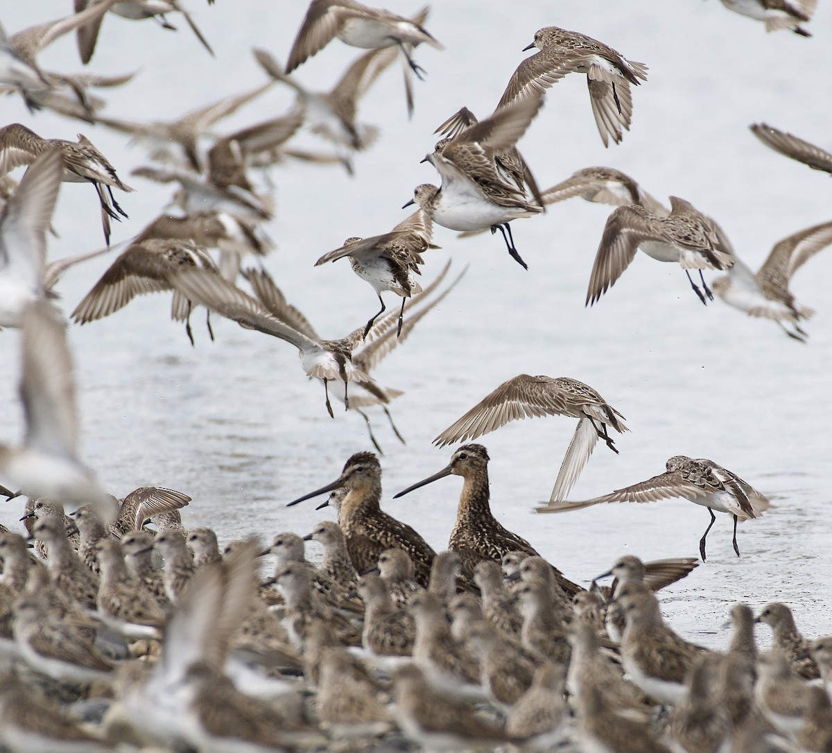 Short-billed Dowitcher (griseus) - ML109125991