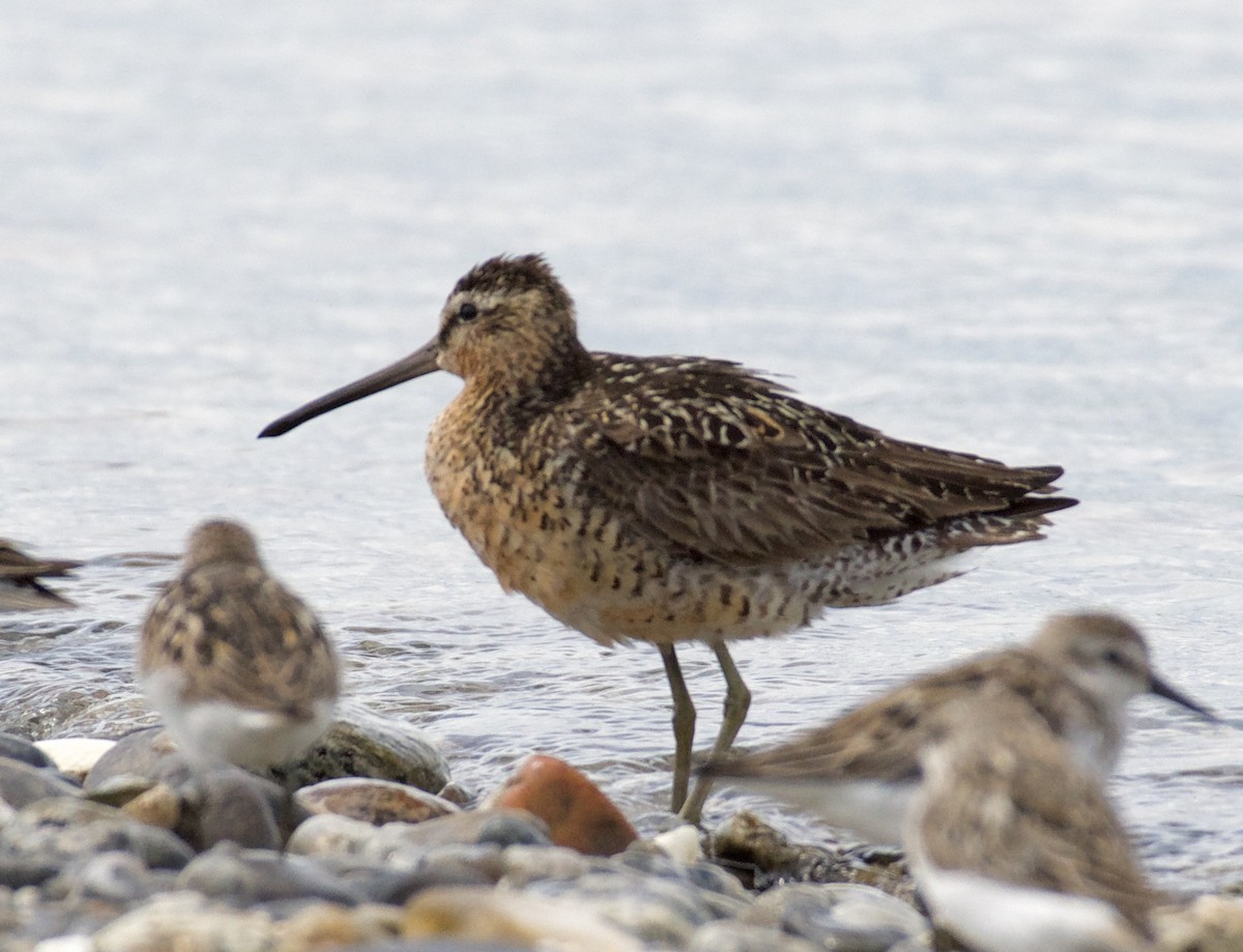 Short-billed Dowitcher (griseus) - ML109126001