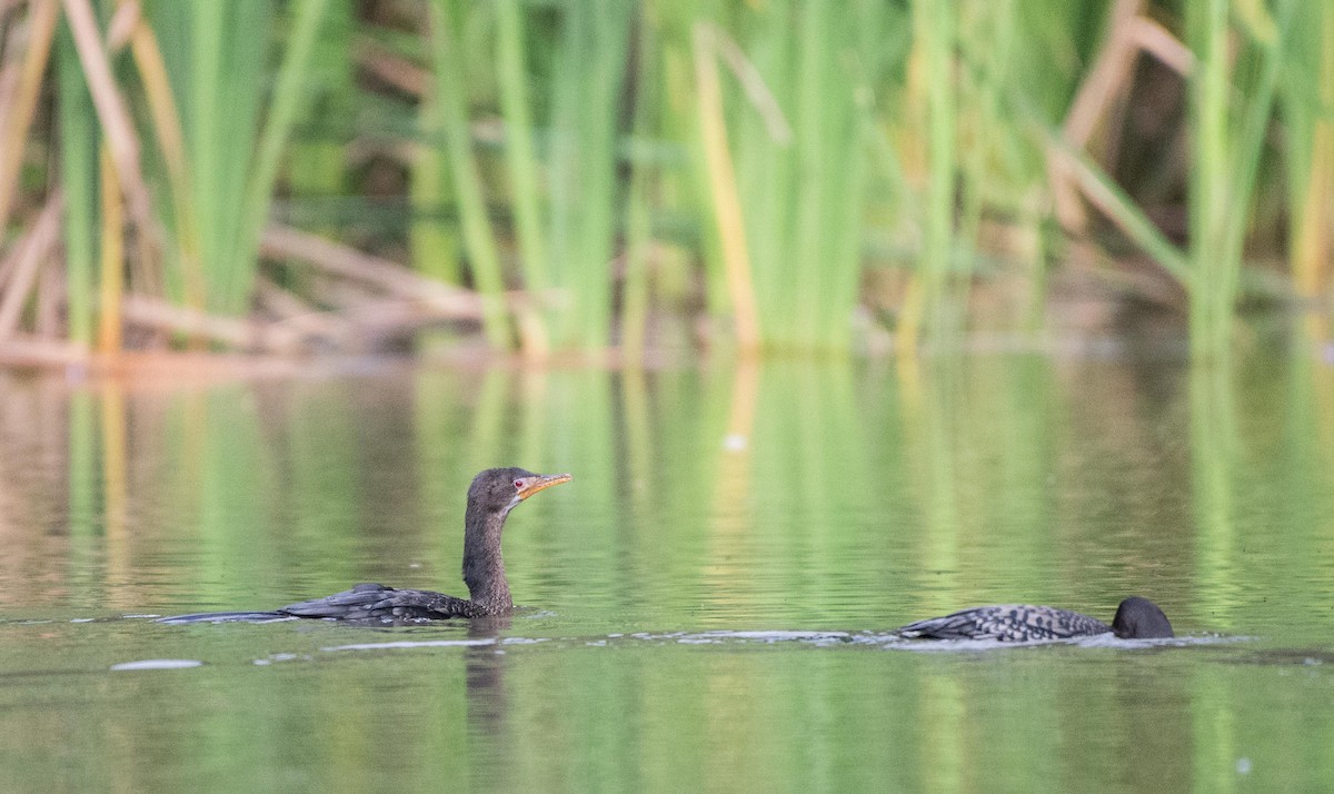 Long-tailed Cormorant - ML109126111