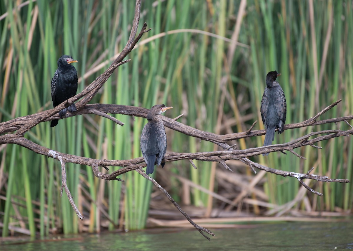 Long-tailed Cormorant - ML109126151