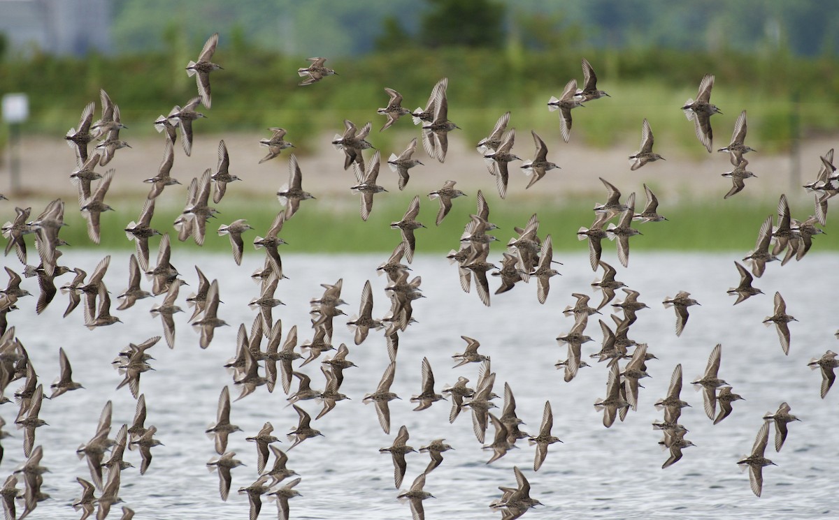 tanımsız küçük kumkuşu (Calidris sp.) - ML109126171