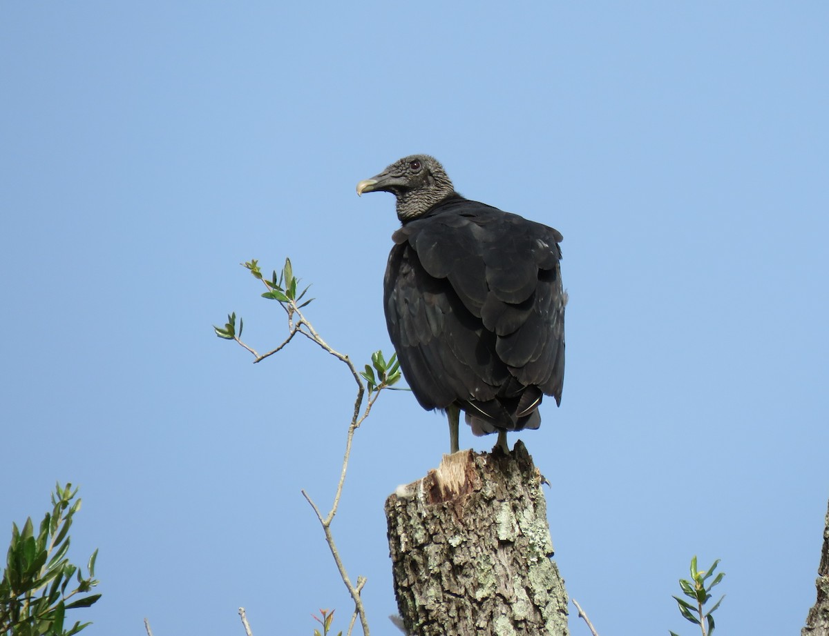 Black Vulture - ML109126821