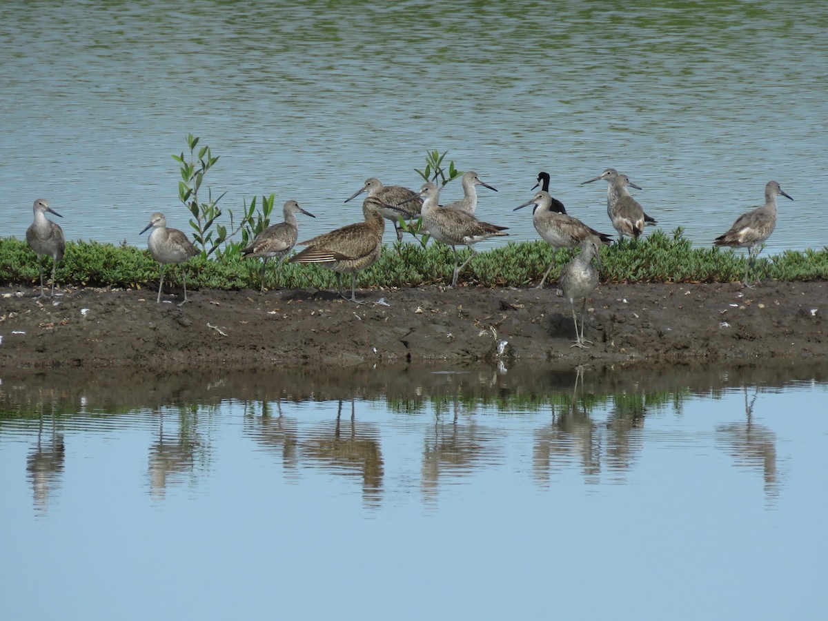 Willet - John van Dort