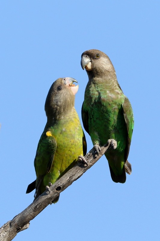 Brown-headed Parrot - ML109127261