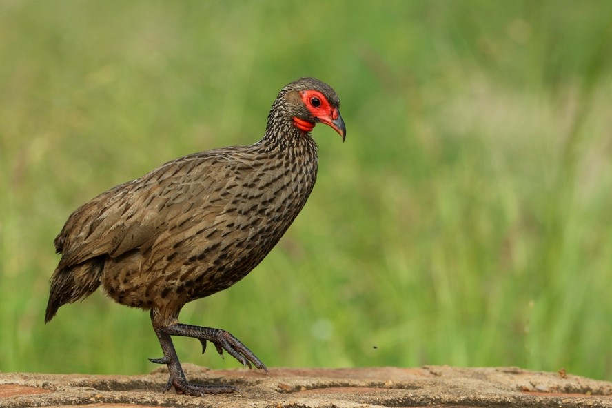 Swainson's Spurfowl - ML109127831