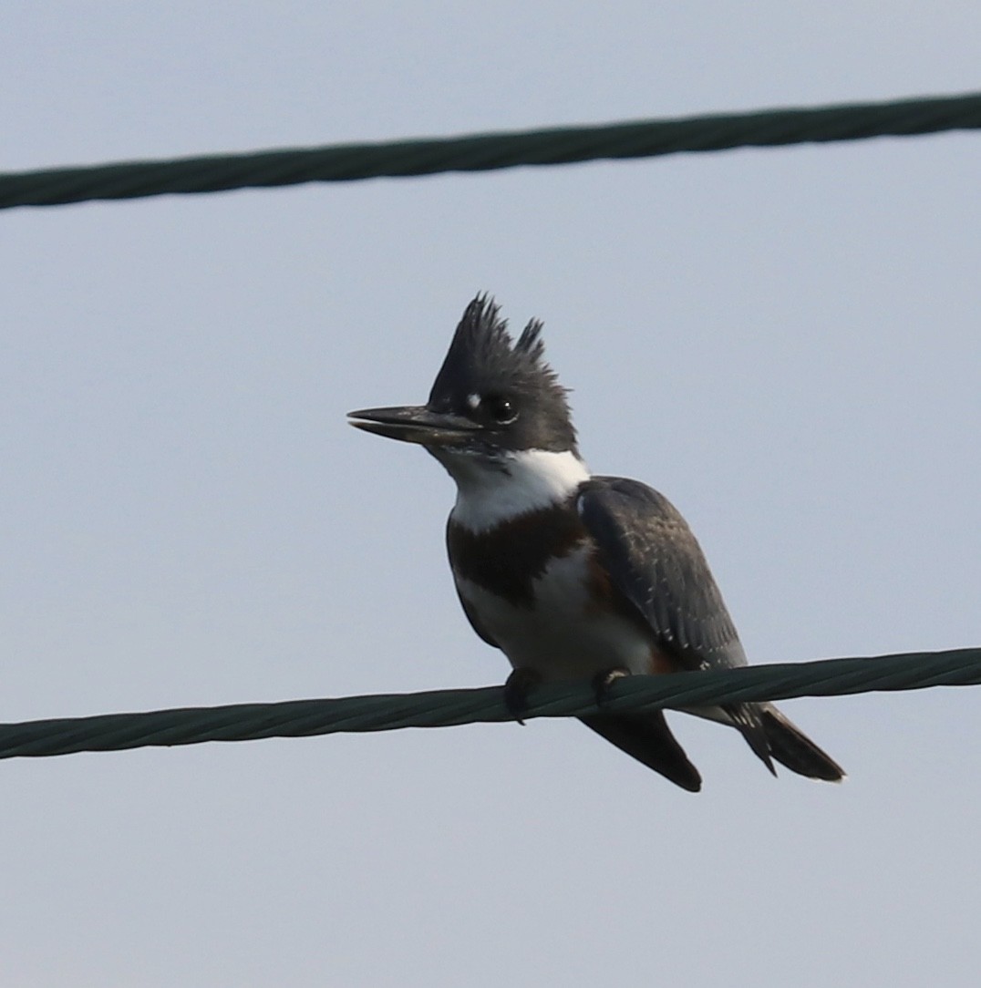 Belted Kingfisher - ML109128781